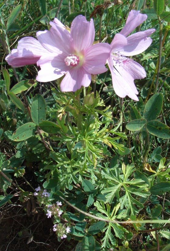 Malva moschata / Malva moscata